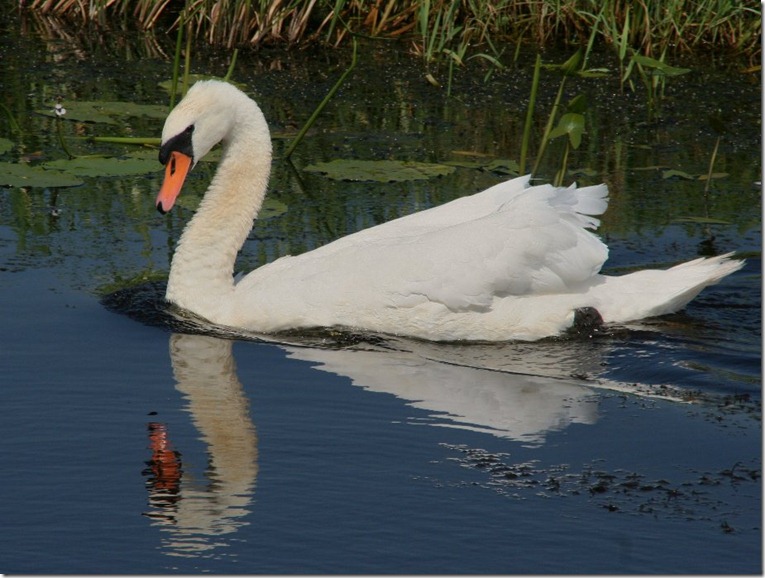 Herschaalde kopie van IMG_6644