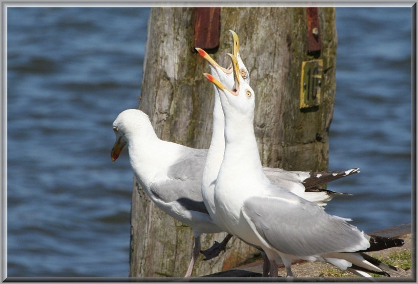 Herschaalde kopie van IMG_1969