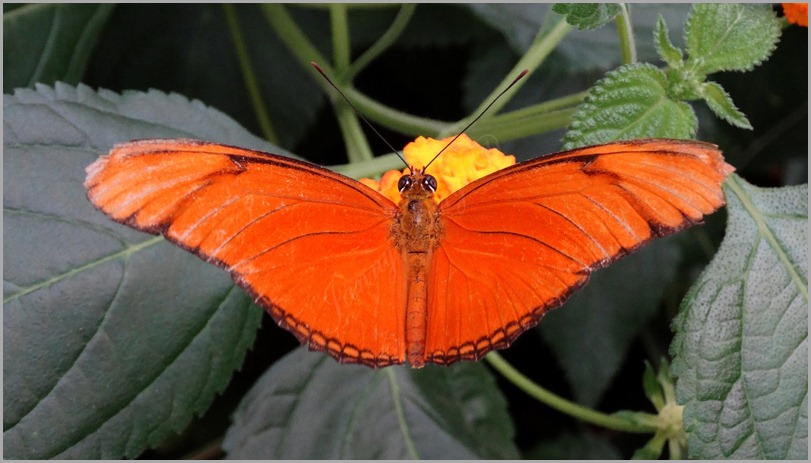 DSC06982