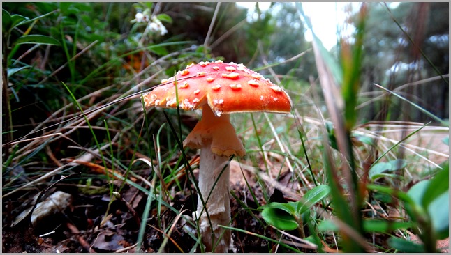 DSC04260