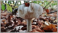 DSC09026