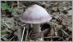 DSC09033