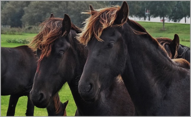 DSC09727