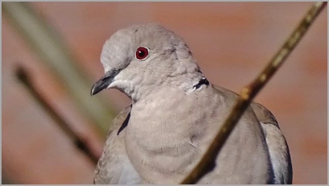 DSC00762