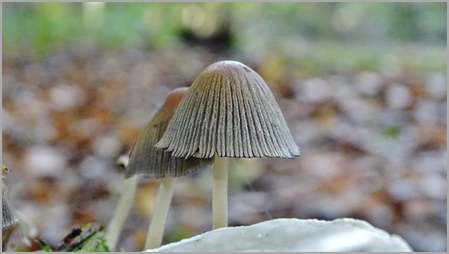 DSC00150