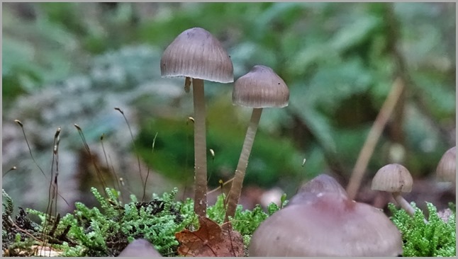 DSC00168