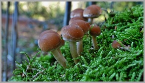 DSC00244