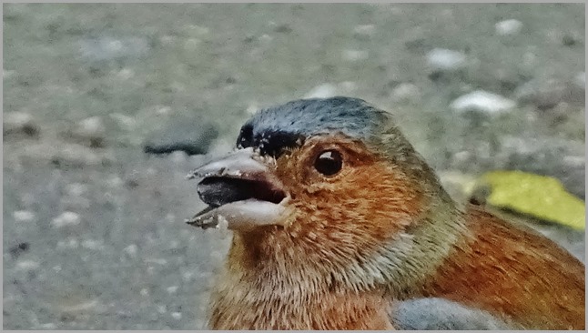 DSC00409